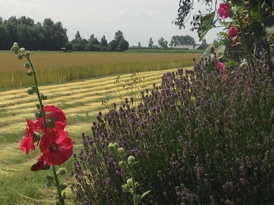 Dijkhuisje Zeeland Waterlandkerkje Kültér fotó